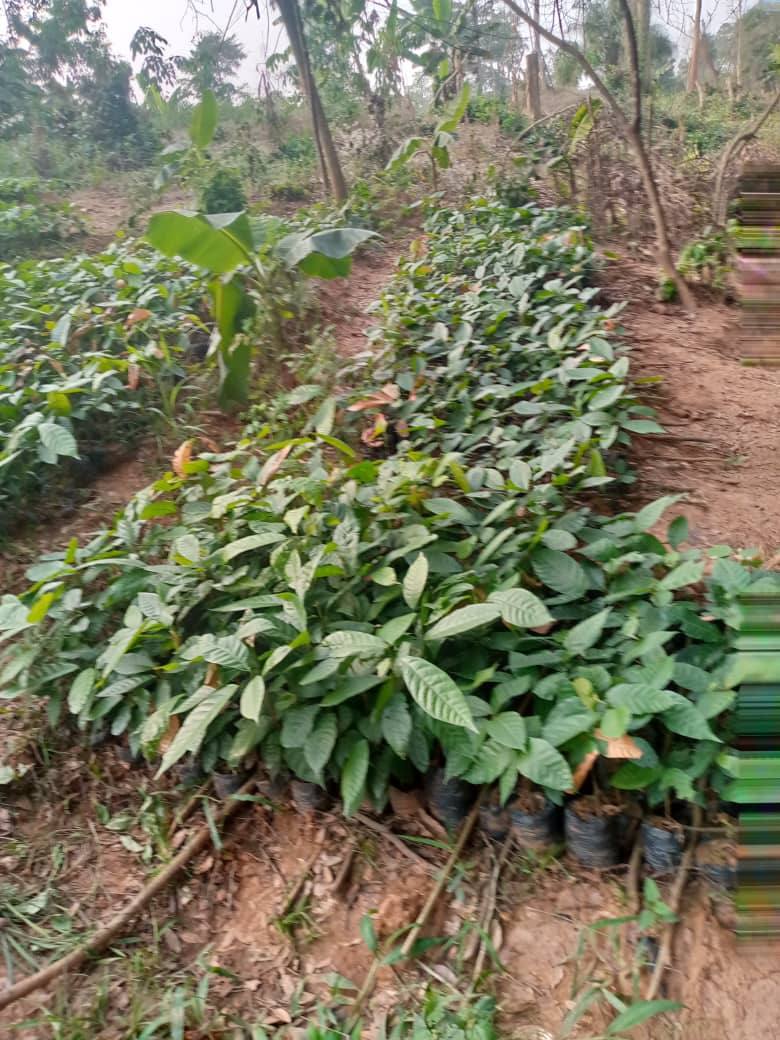 Mise en place de pépinière de cacao